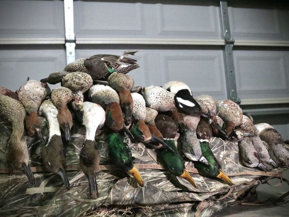 Texas Duck Hunting