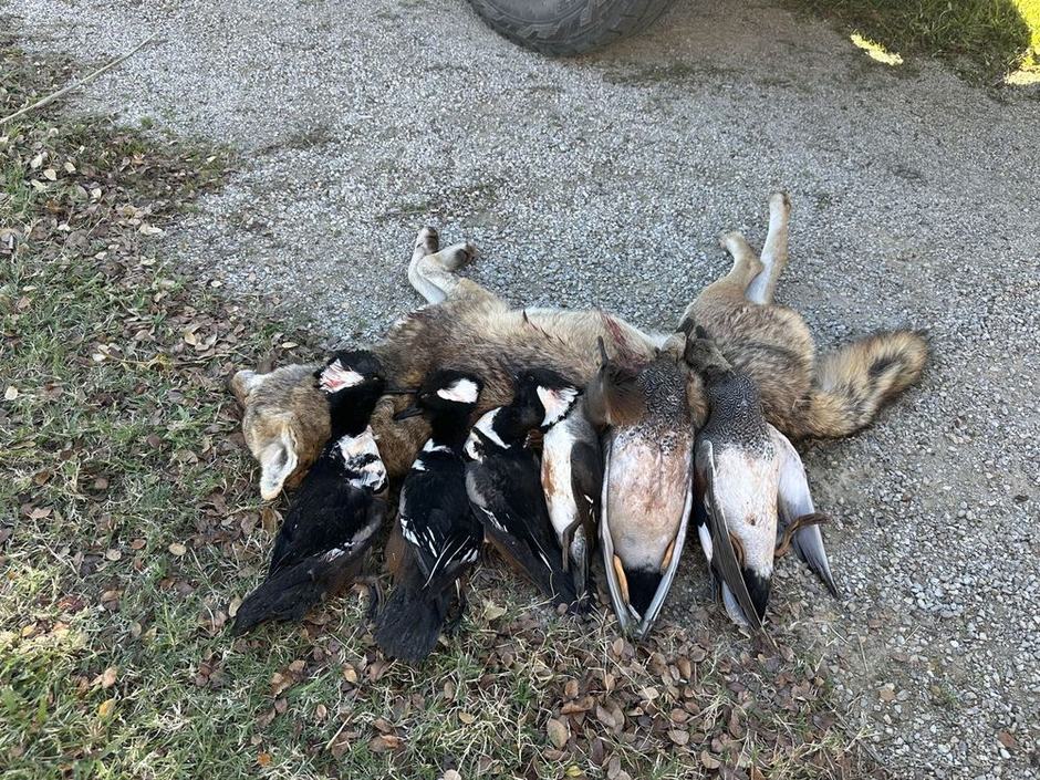 Texas Duck Hunting at Mesa Valley Outdoors