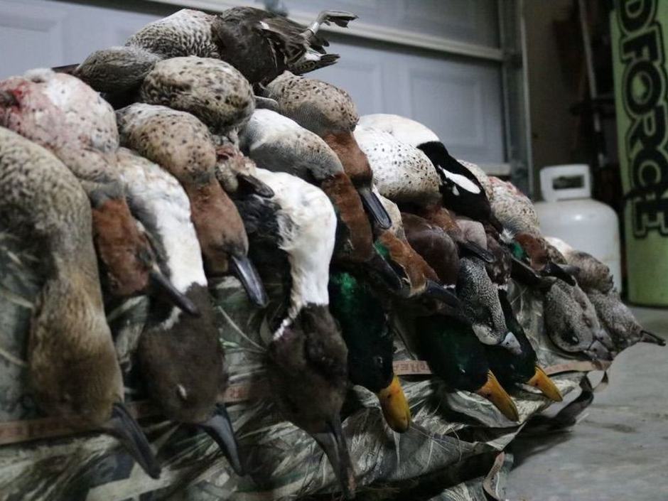 Texas Duck Hunting at Mesa Valley Outdoors
