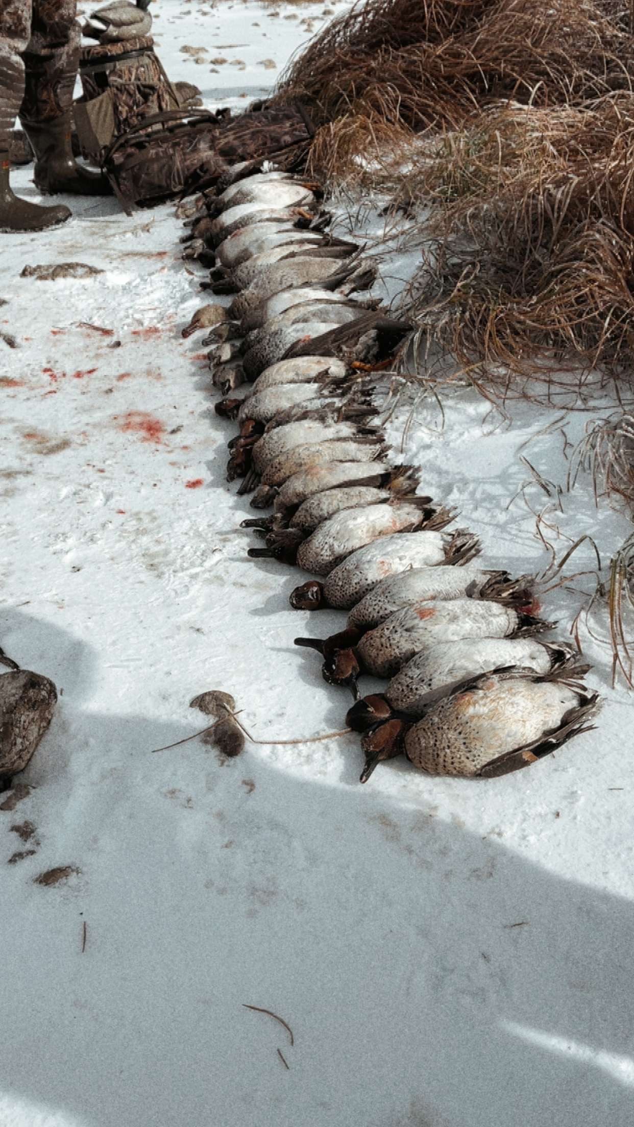 A strap of Texas ducks laid out after a Mesa Valley Outdoors hunt