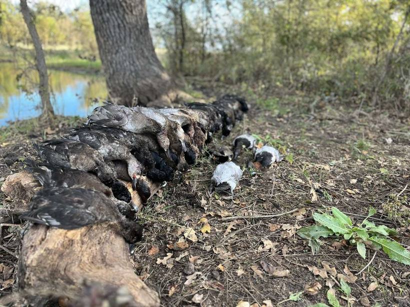 Mesa Valley Outdoors hunt in North Texas