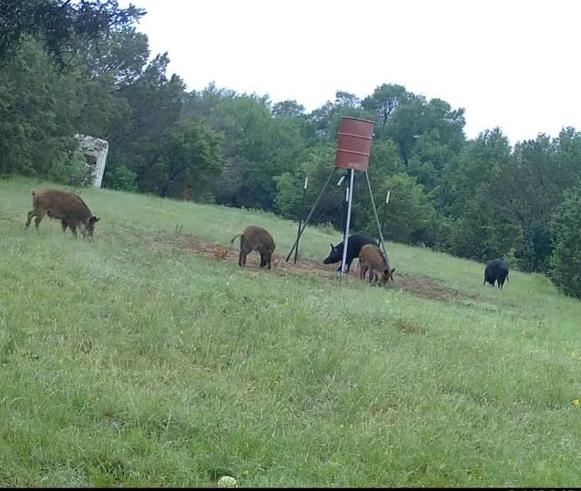 Mesa Valley Outdoors hunt in North Texas