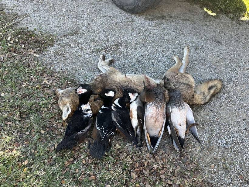 Mesa Valley Outdoors hunt in North Texas