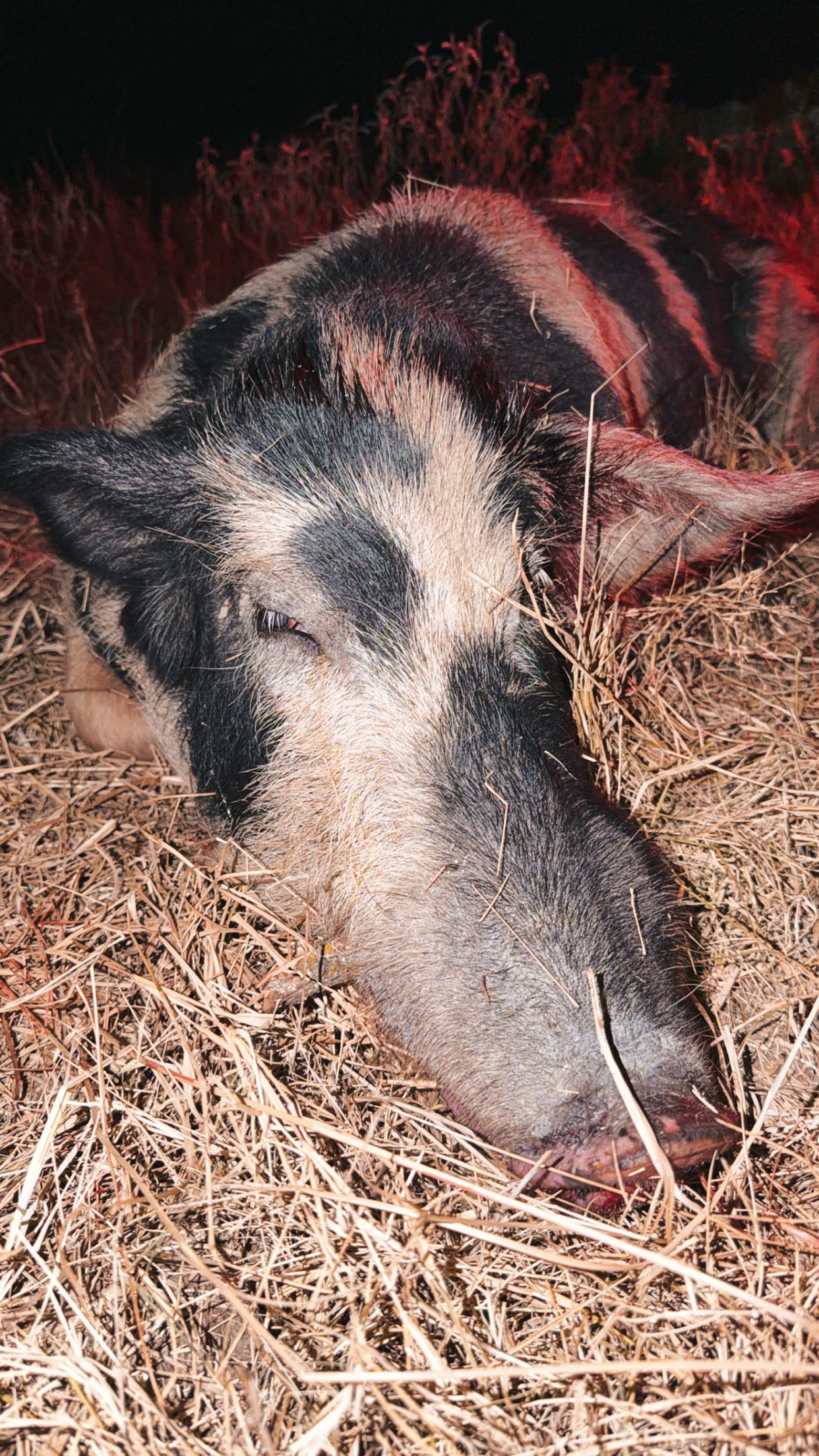 A heavy North Texas boar down in the grass