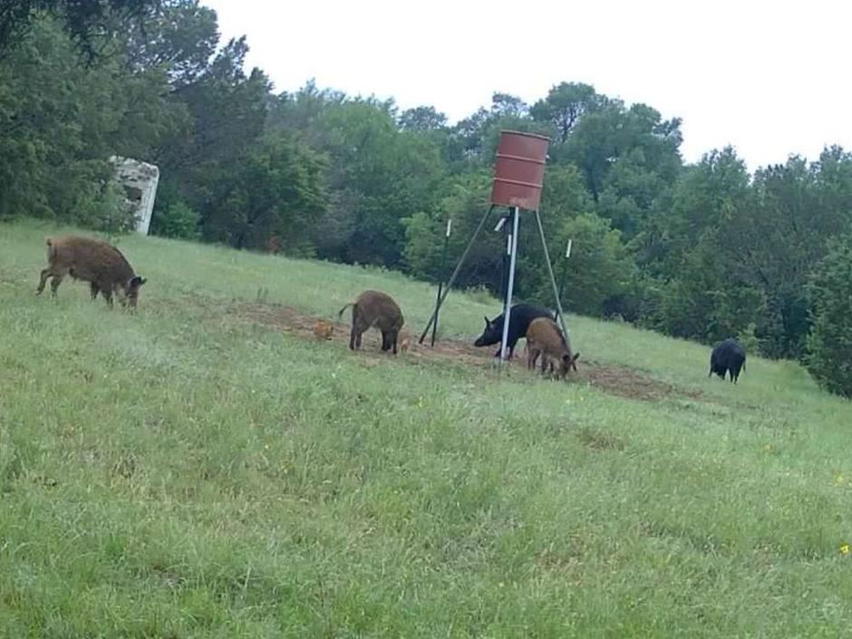 Day & Night Hog Hunting at Mesa Valley Outdoors