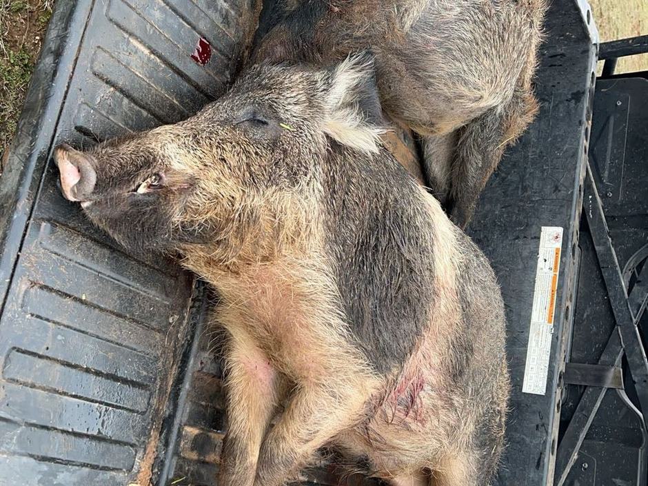 Day & Night Hog Hunting at Mesa Valley Outdoors